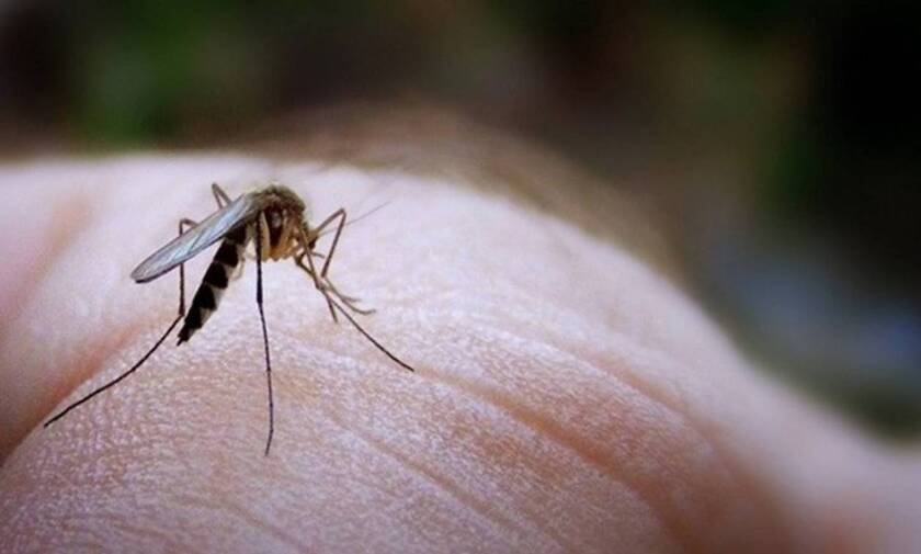 Ιός του Δυτικού Νείλου: Σε ποιες περιοχές εντοπίζονται μολυσμένα κουνούπια