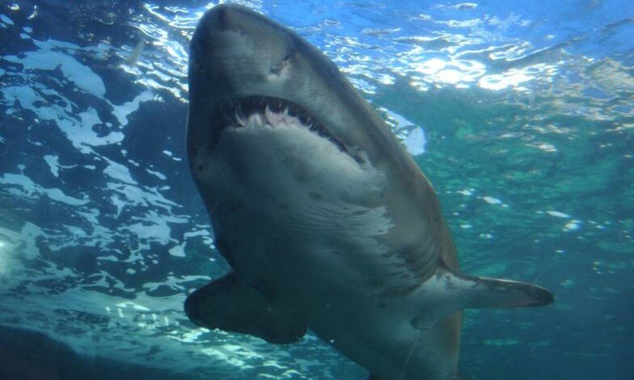 Σοκαριστικό video: Καρχαρίας κατασπαράζει φώκια και πλημμυρίζει με αίμα η θάλασσα!