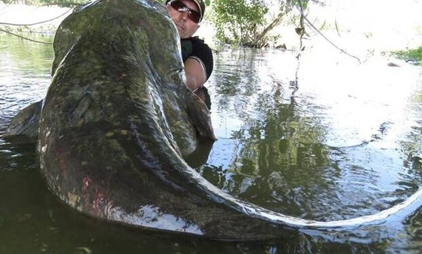Τσέρνομπιλ: Ψάρια-τέρατα κυκλοφορούν σήμερα στα ποτάμια του! (vid)