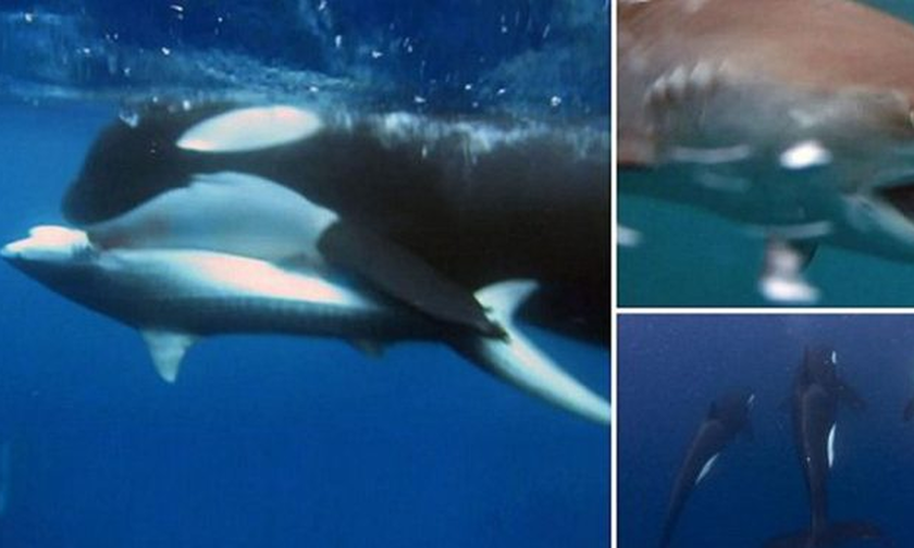 Η συγκλονιστική στιγμή που μια φάλαινα - δολοφόνος «τσακίζει» πελώριο καρχαρία