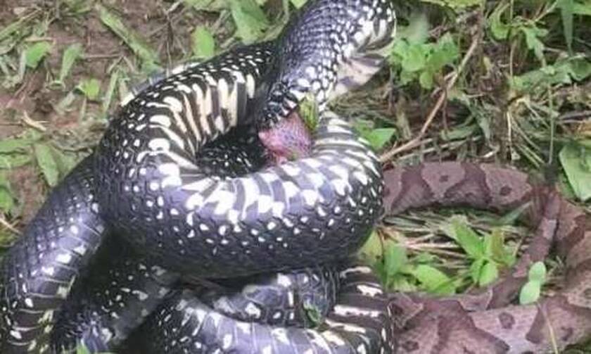 Φίδι - βασιλιάς σφίγγει μέχρι θανάτου ένα χαλκοκέφαλο φίδι! Δείτε το βίντεο