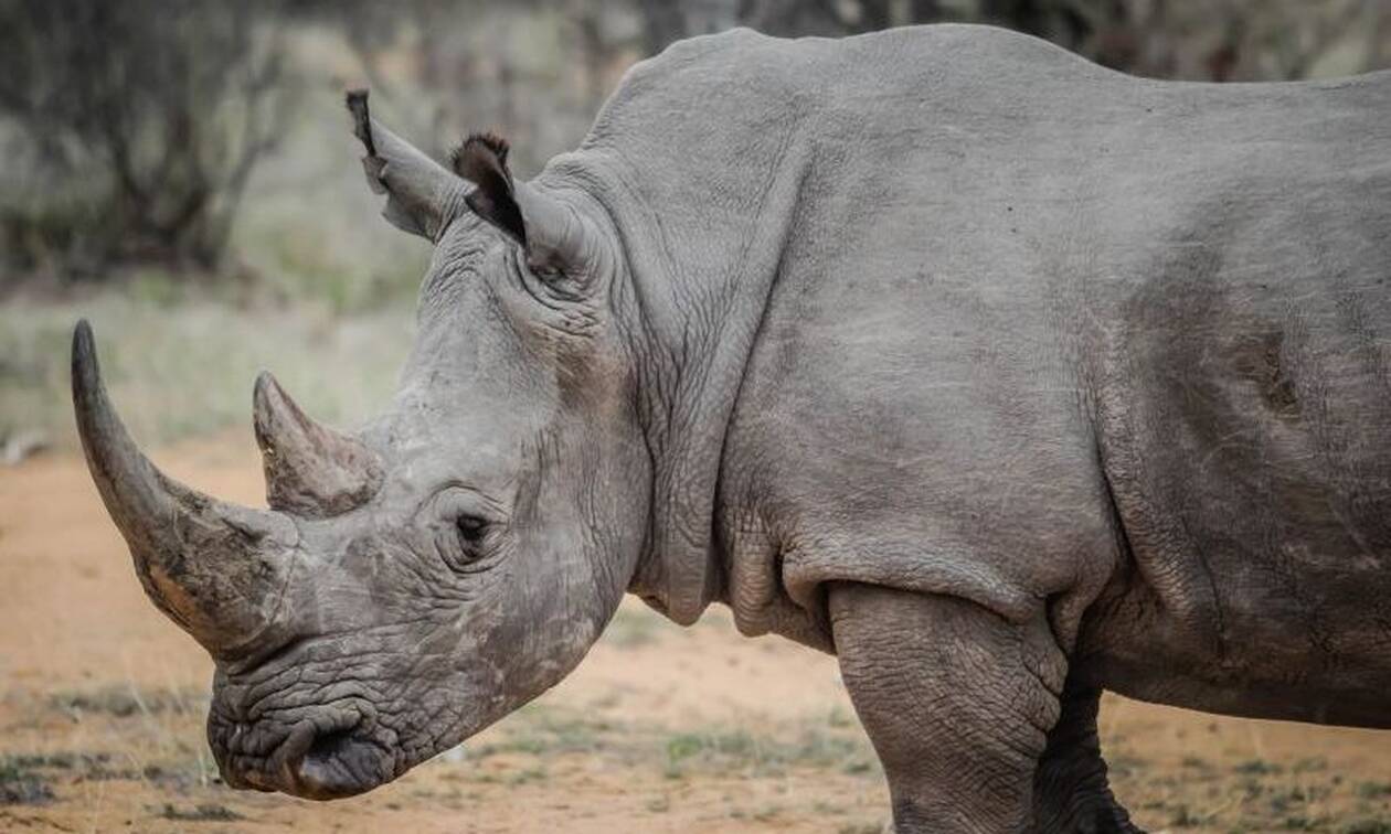 Βίντεο που «κόβει» την ανάσα: Αφηνιασμένος ρινόκερος σμπαραλιάζει τουριστικό αμάξι