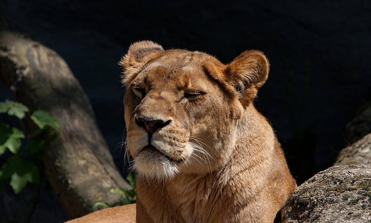 Φρίκη: Λιοντάρι επιτέθηκε σε 8χρονο την ώρα που έπαιζε στην αυλή του