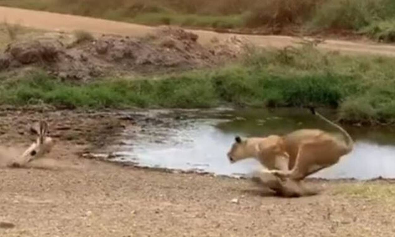 Χαζούλικο λιοντάρι ορμάει σε αντιλόπη και γίνεται… Βέγγος! (vid)