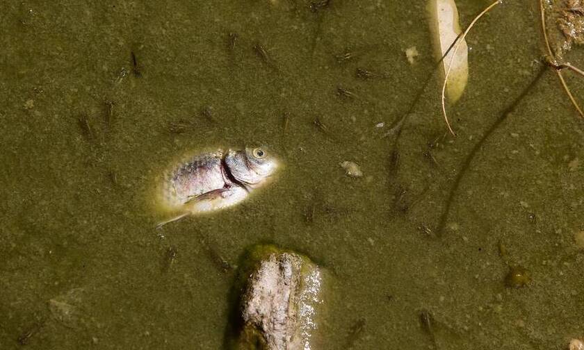 Εικόνες – σοκ στο Πάρκο Τρίτση: Νεκρά ψάρια και εγκατάλειψη