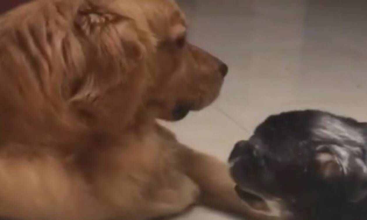 Τυφλός σκύλος υποδέχεται κουταβάκι στο σπίτι και «ραγίζει» καρδιές! (vid)