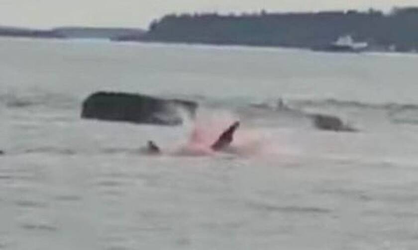 Η θάλασσα έγινε… κόκκινη από το αίμα - Τρομακτική επίθεση καρχαρία μπροστά στην κάμερα (vid)