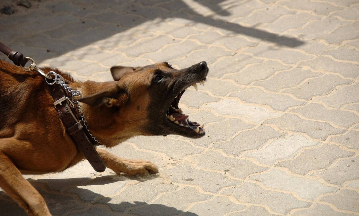 Επίθεση σκύλου Γλυκά Νερά: Τέρμα οι δικαιολογίες - Μιλάμε για έγκλημα 