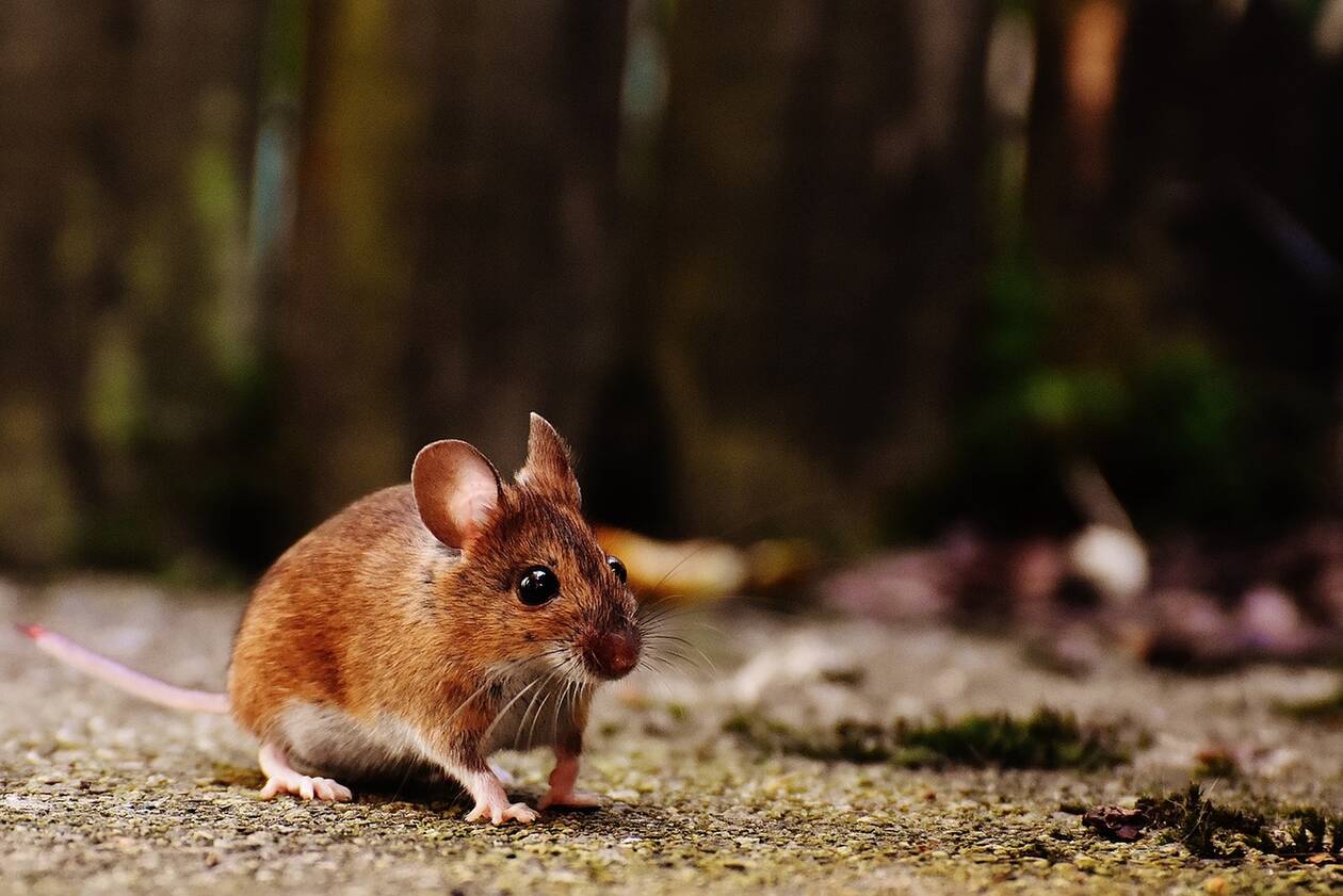 Ερευνητές έμαθαν σε ποντίκια να παίζουν κρυφτό 