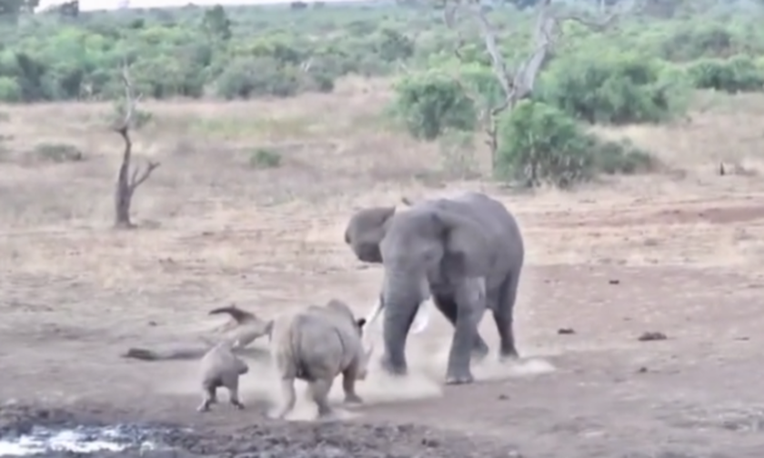 Ρινόκερος προκαλεί ελέφαντα και το μετανιώνει πικρά! Δείτε το βίντεο