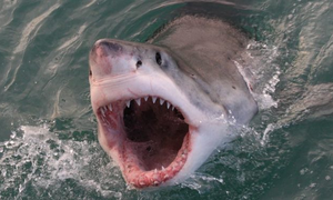 Αυτός είναι ο πιο λυσσασμένος καρχαρίας όλων των εποχών! (vid)