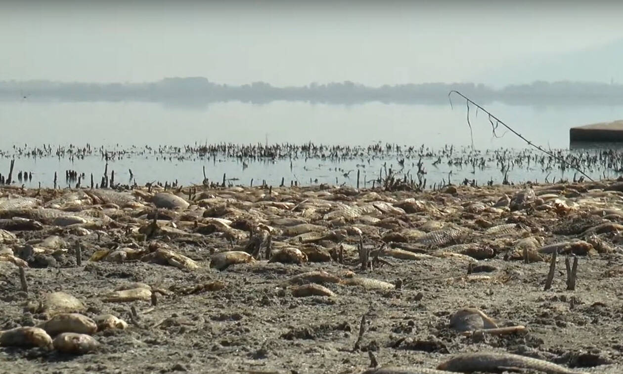 Η λίμνη Κορώνεια πεθαίνει: Έπεσε δραματικά η στάθμη του νερού - Χιλιάδες τα νεκρά ψάρια (vid)