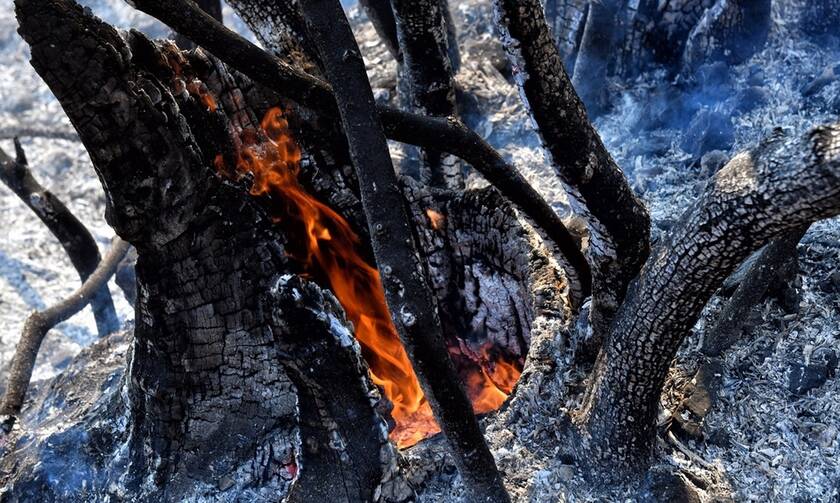 Πάνω από 10.000 στρέμματα κάηκαν στις πρόσφατες πυρκαγιές σε Ζάκυνθο και Λουτράκι