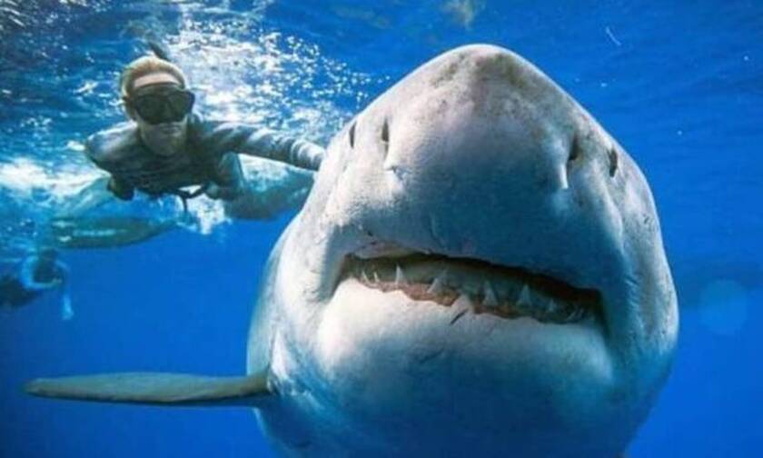 Εμφανίζεται καρχαρίας 6 μέτρων και «κόβει» την ανάσα!