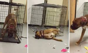 Σκύλαρος πραγματικός! Δείτε πώς βγήκε μέσα από το κλουβί! (vid)