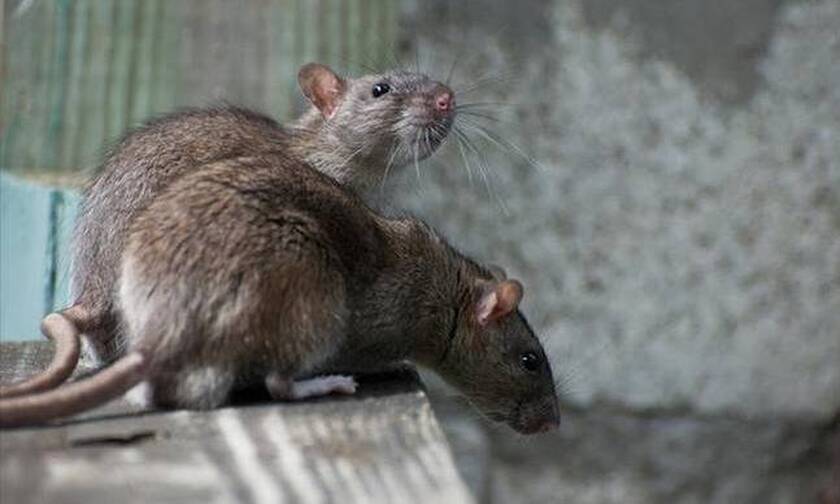 Κύπρος: Σοβαρό πρόβλημα με τα ποντίκια - Οι κίνδυνοι που ελλοχεύουν