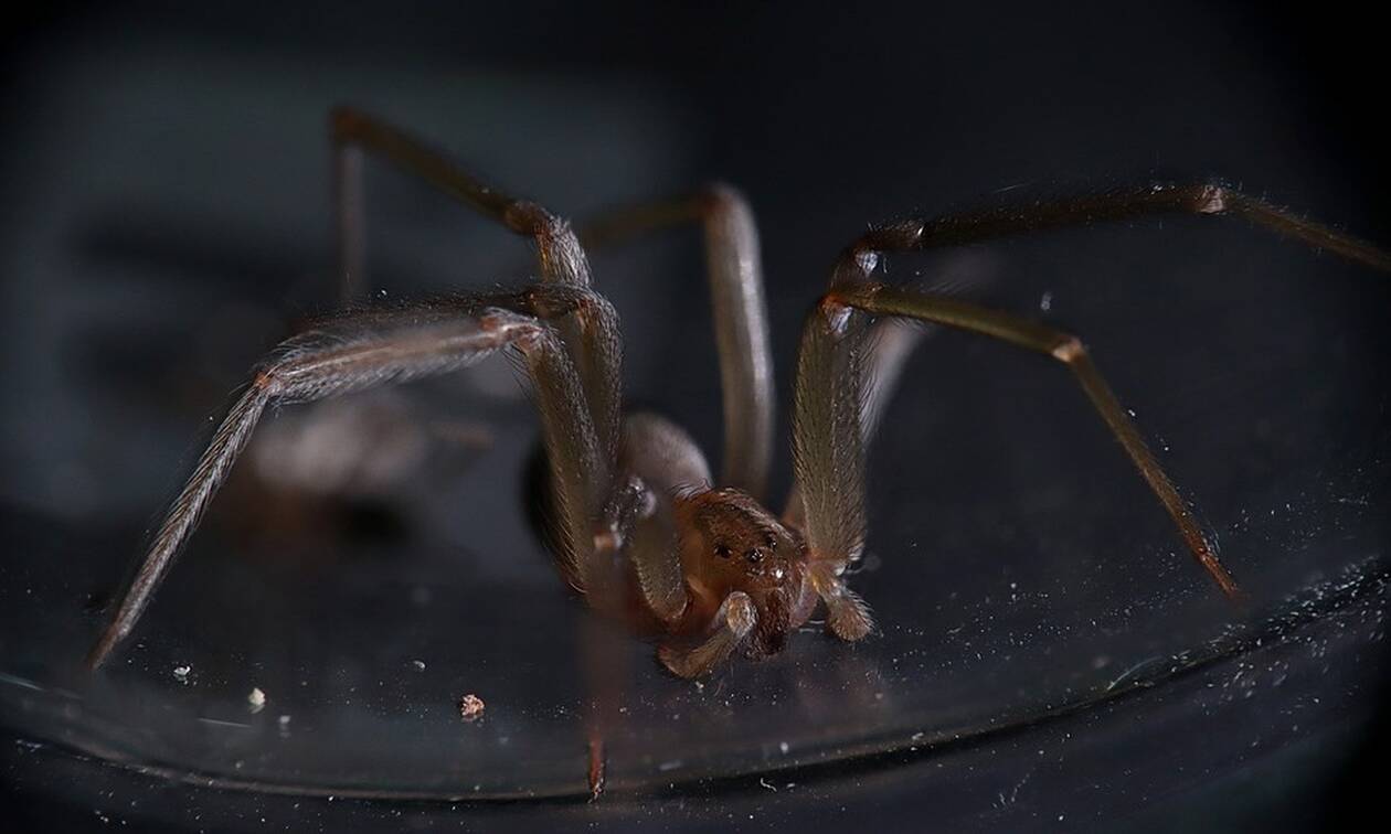 Συναγερμός: Αυτή είναι η αράχνη που προκαλεί τρόμο – Δείτε τι μπορεί να πάθετε (pics)