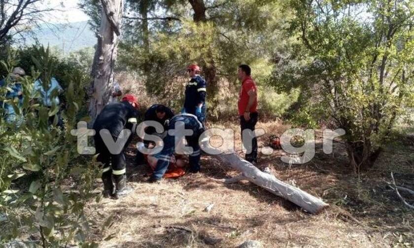 Εύβοια: Κορμός δέντρου καταπλάκωσε γυναίκα - Πώς συνέβη το σοκαριστικό περιστατικό