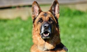 Κρήτη: Παραλίγο νέα τραγωδία με σκυλί - Στο χειρουργείο 10χρονος