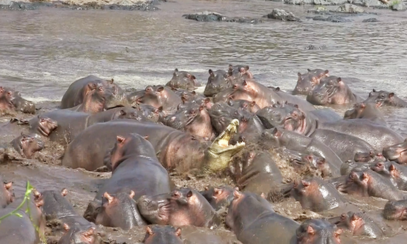 Απίστευτο video: 30 ιπποπόταμοι κατασπαράζουν κροκόδειλο!