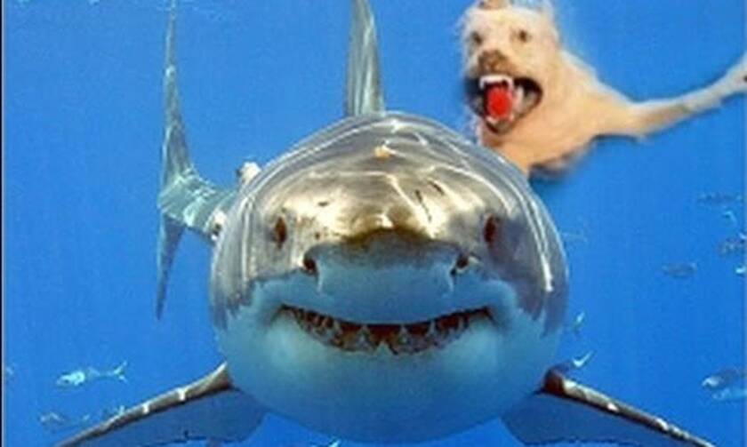 Ατρόμητος σκύλαρος δαγκώνει καρχαρία - Απίστευτο video