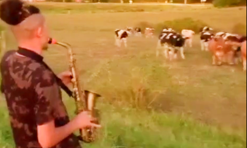Άλλα κόλπα! Βοσκός σαλαγάει αγελάδες παίζοντας… σαξόφωνο! (vid)