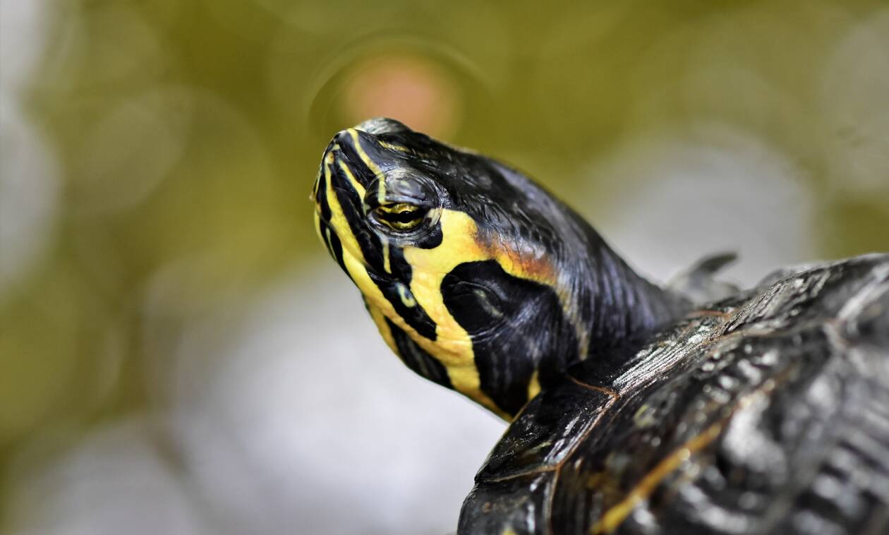Η δικέφαλη χελώνα που έχει «τρελάνει» το διαδίκτυο (photos)