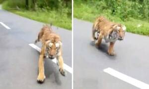 Ακούστε την κραυγή του όταν βλέπει την τίγρη να ορμάει! (vid)