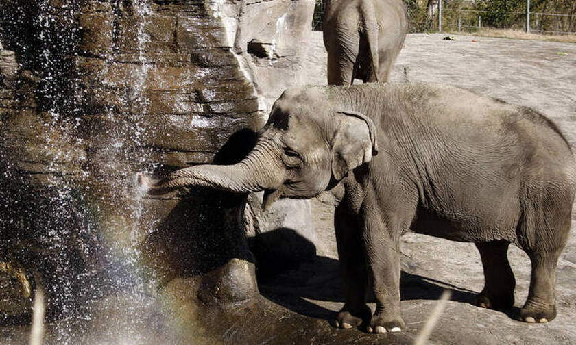 Θλίψη: Έξι ελέφαντες σκοτώθηκαν προσπαθώντας να σώσουν ο ένας τον άλλον
