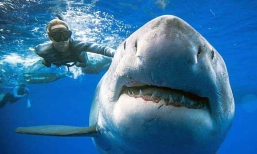 Εμφανίζεται καρχαρίας 6 μέτρων και «κόβει» την ανάσα! (vid)
