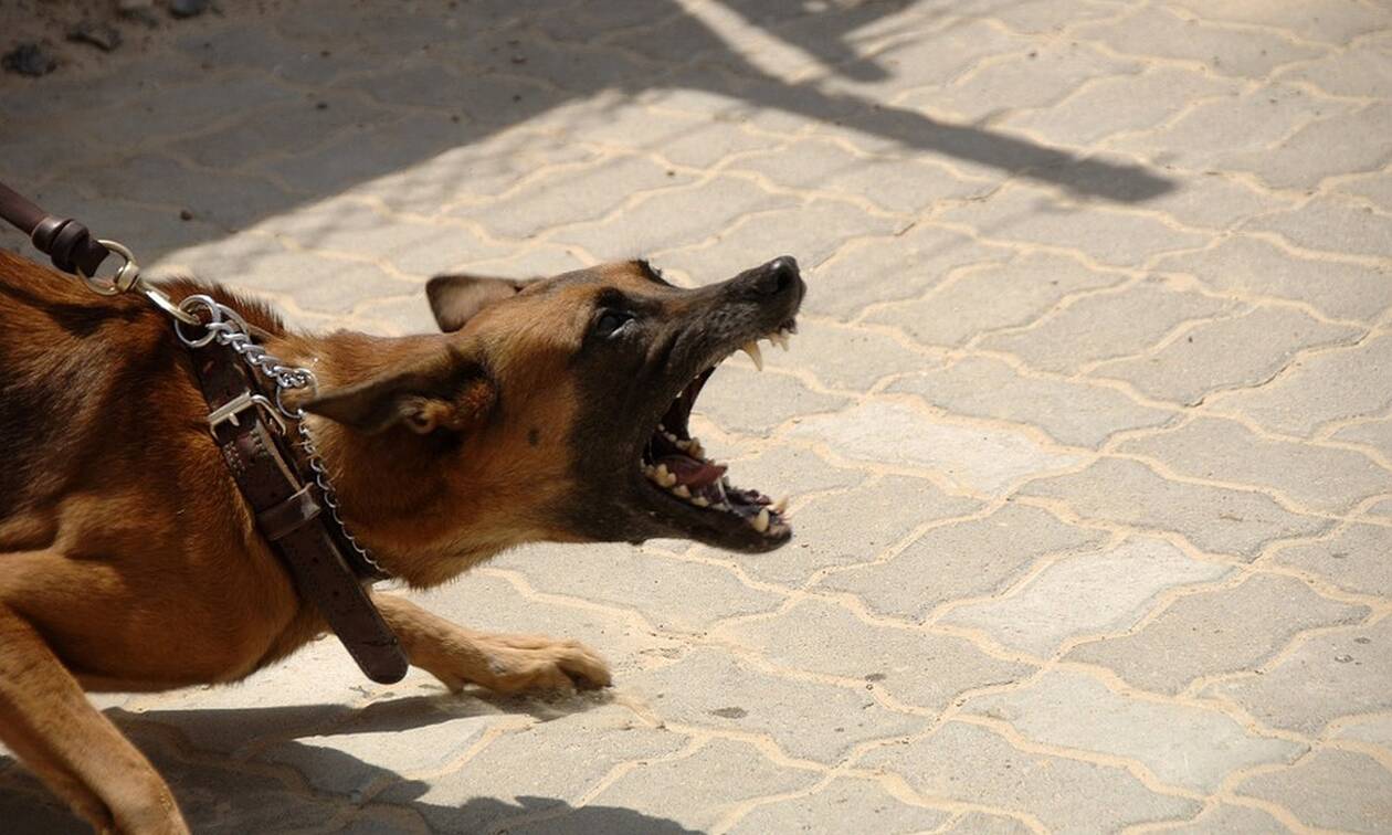 Τρόμος στον Διόνυσο: Αγέλη σκύλων επιτέθηκε σε περαστικούς - Τέσσερις τραυματίες (vid)