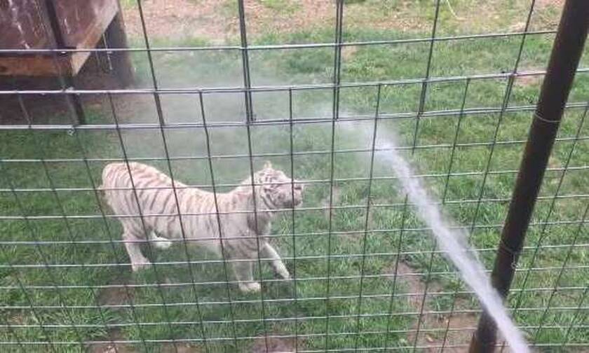 Έριξαν νερό με το λάστιχο στην τίγρη κι αυτό που συμβαίνει είναι φανταστικό! (vid)