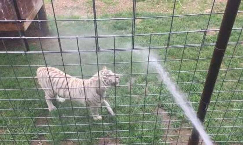 Βίντεο: Έριξαν νερό με το λάστιχο στην τίγρη κι αυτό που συμβαίνει είναι φανταστικό!