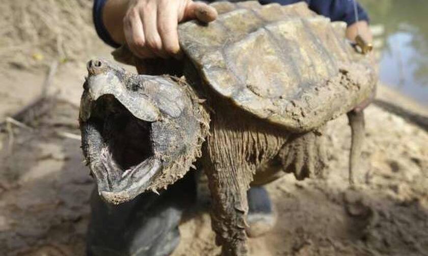 Η χελώνα - δολοφόνος που ανταγωνίζεται σε δύναμη τα πιτ μπουλ! (vid)