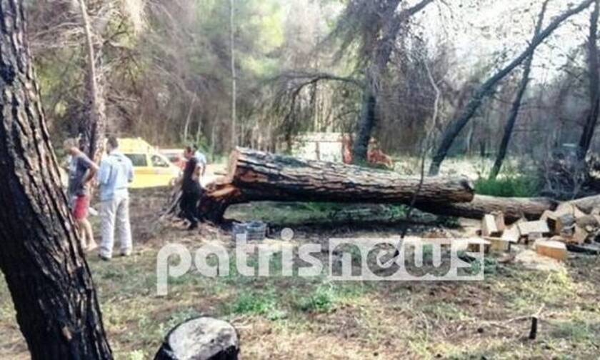 Ηλεία: Νεκρή 70χρονη – Καταπλακώθηκε από δέντρο την ώρα που έκοβε ξύλα