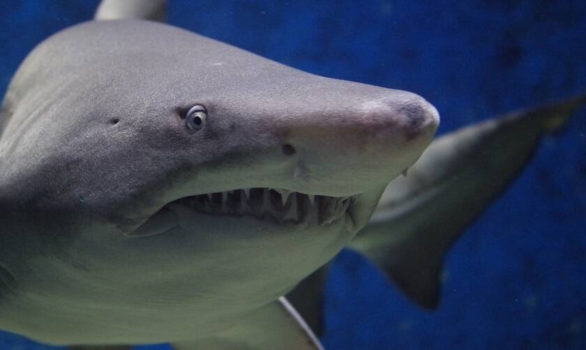 Φρίκη: Καρχαρίας κατασπάραξε δύτη