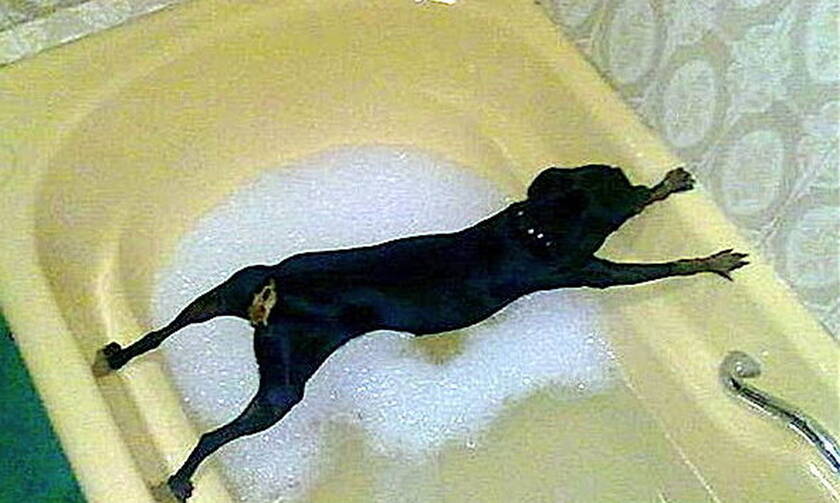 Δείτε τι κάνει ο σκύλος όταν του λένε «πάμε για μπάνιο»! 