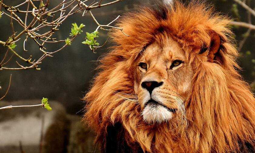 Τρόμος: Λιοντάρι όρμηξε στον εκπαιδευτή του - ΣΚΛΗΡΕΣ ΕΙΚΟΝΕΣ