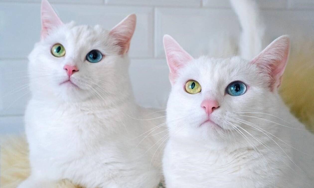 Οι δίδυμες γάτες που έχουν «τρελάνει» το Instagram (photos)