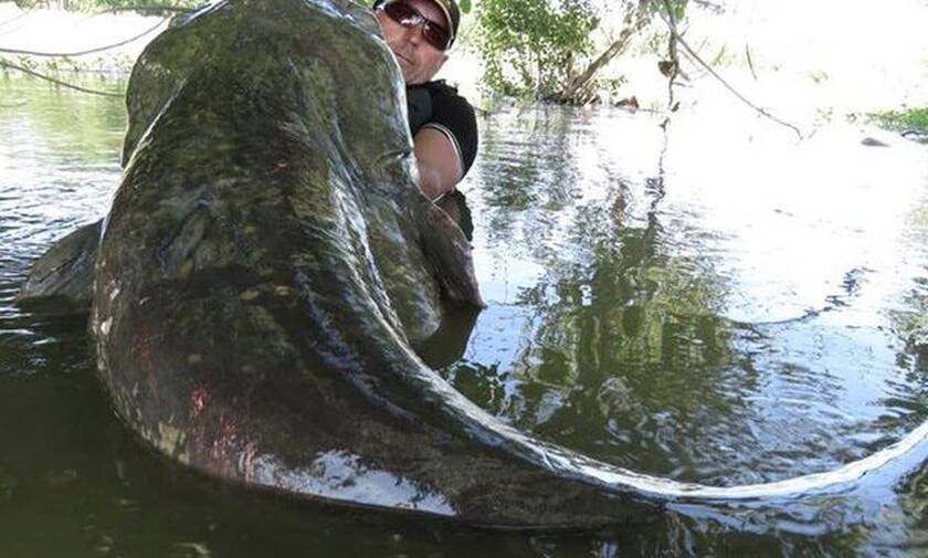 Απόκοσμα πλάσματα στο Τσέρνομπιλ: Δείτε τα ψάρια - τέρατα στα ποτάμια του