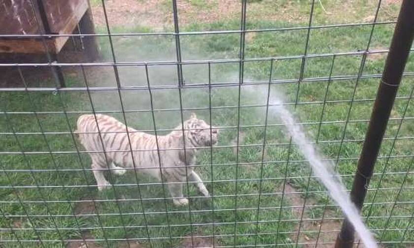 Έριξαν νερό με το λάστιχο στην τίγρη κι αυτό που συμβαίνει είναι φανταστικό! (vid)
