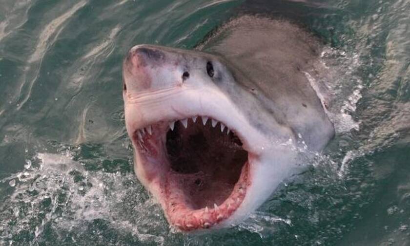 Αυτός είναι ο πιο λυσσασμένος καρχαρίας όλων των εποχών!