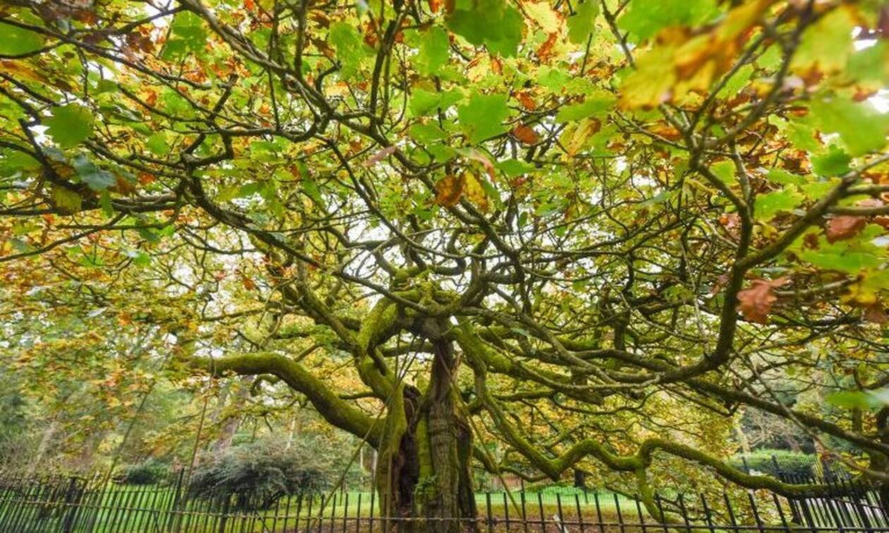 Η βελανιδιά ηλικίας άνω των 1.000 ετών που ανακηρύχθηκε δέντρο της χρονιάς στην Αγγλία (photos)