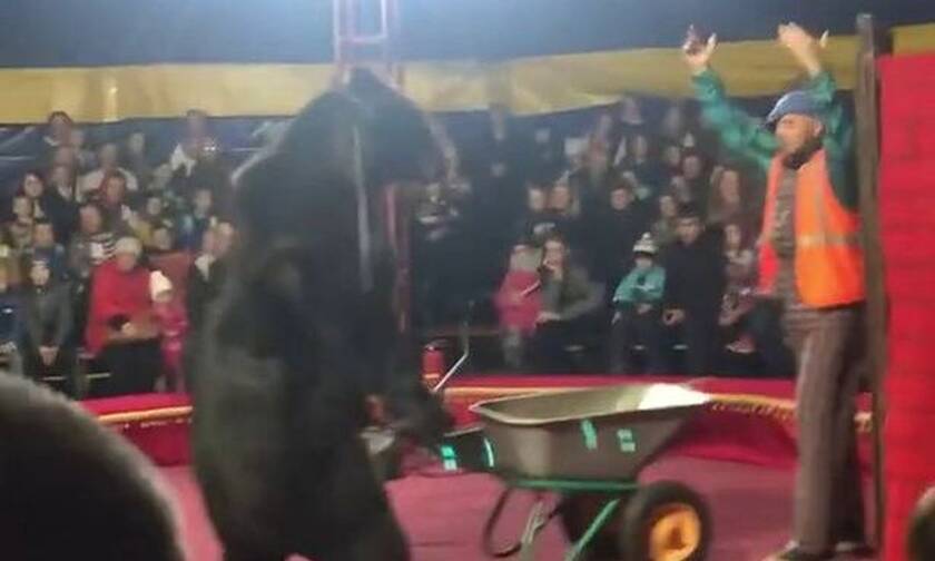 Τρόμος σε τσίρκο: Αρκούδα επιτέθηκε σε θηριοδαμαστή (Σκληρές εικόνες)