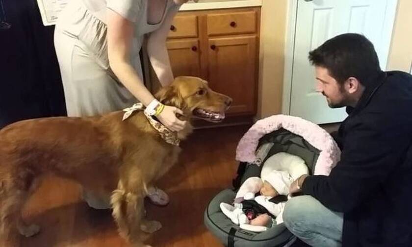 Σκύλος υποδέχεται το νεογέννητο στο σπίτι: Η αντίδρασή του θα σε... γονατίσει!