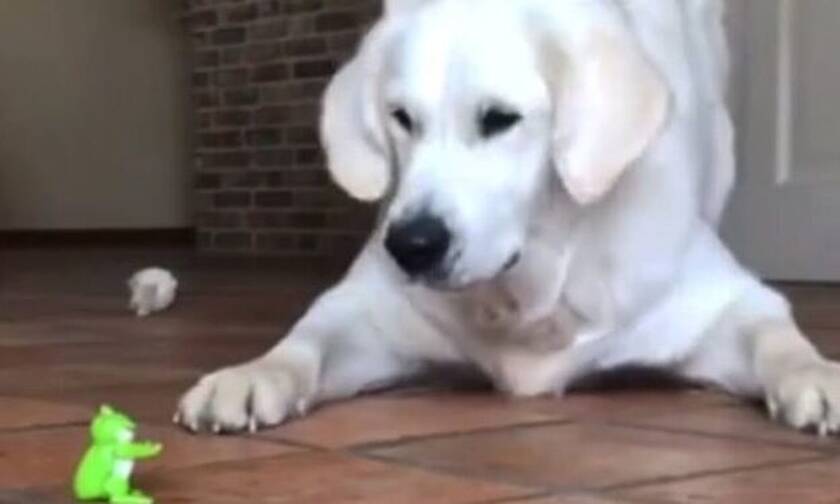 Βίντεο: Σκύλος βλέπει πλαστικό βατραχάκι και τα… κάνει πάνω του!