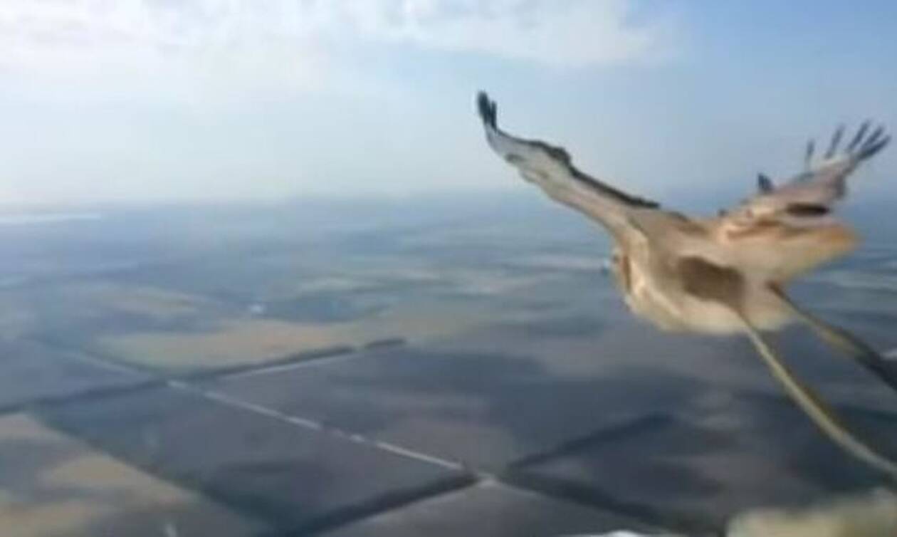 Βίντεο: Η στιγμή που ένα πουλί συγκρούεται με αεροπλάνο 