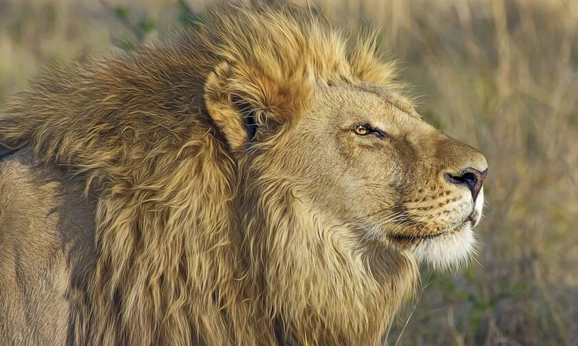 Τρόμος στη σαβάνα: Σκότωσαν αγέλη από λιοντάρια σε τελετή μαύρης μαγείας (pics)