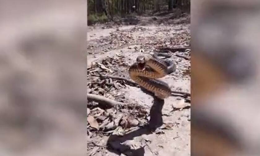 Επικίνδυνο φίδι κυνηγάει ασταμάτητα και επιτίθεται σε άνδρα (pics+vid)