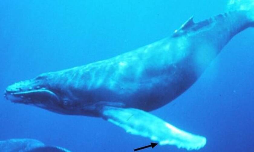 Φάλαινα - δολοφόνος τσακίζει με μια κίνηση γιγάντιο σαλάχι